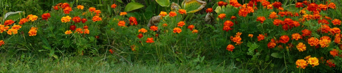 These marigolds were grown from seeds saved from the previous year's garden.