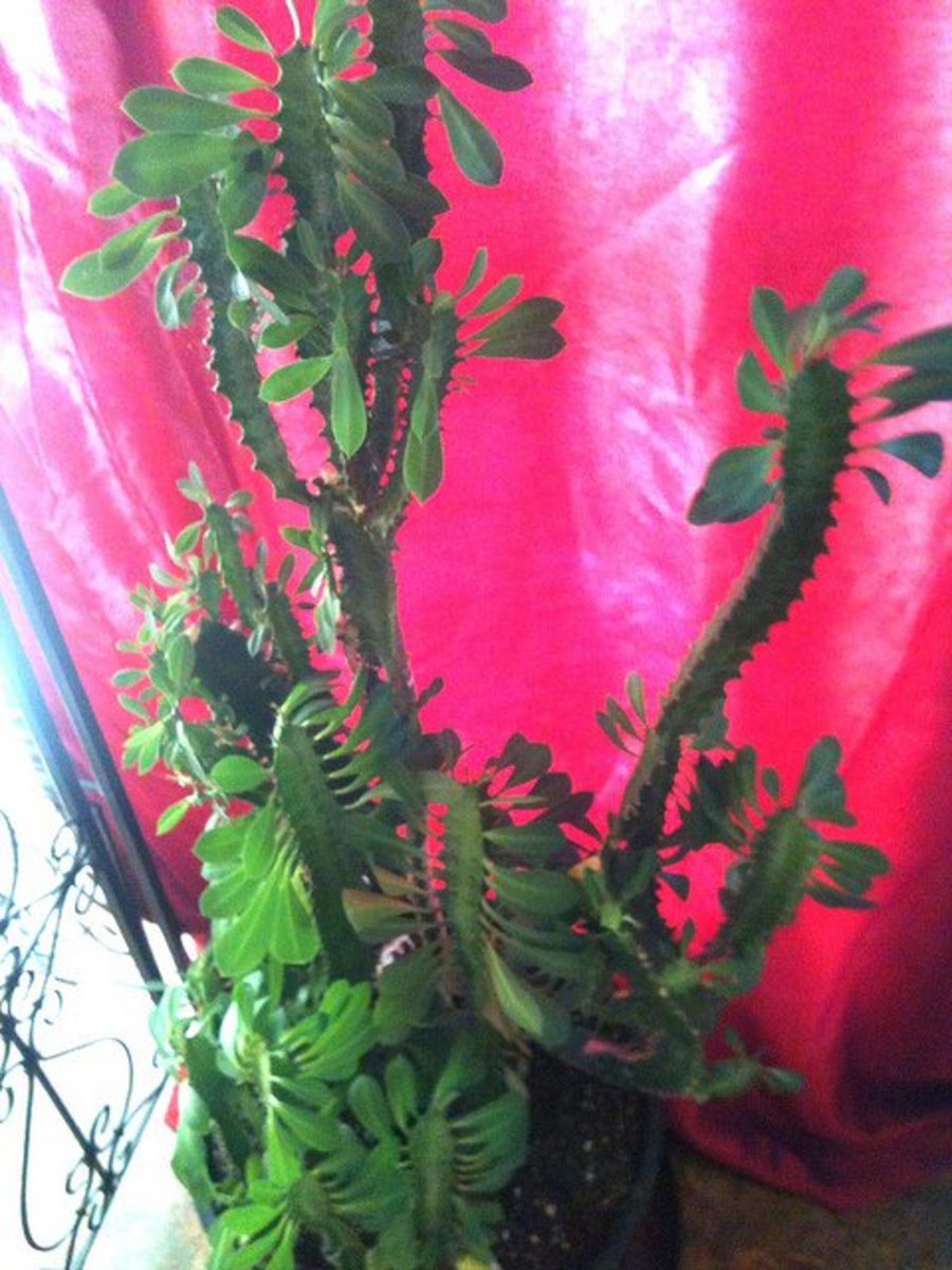 Euphorbia trigona   1"w x 6" / Unrooted cuttings