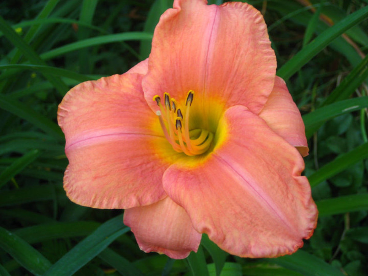 Grow Daylilies for a Low-Maintenance Garden (With Photos)