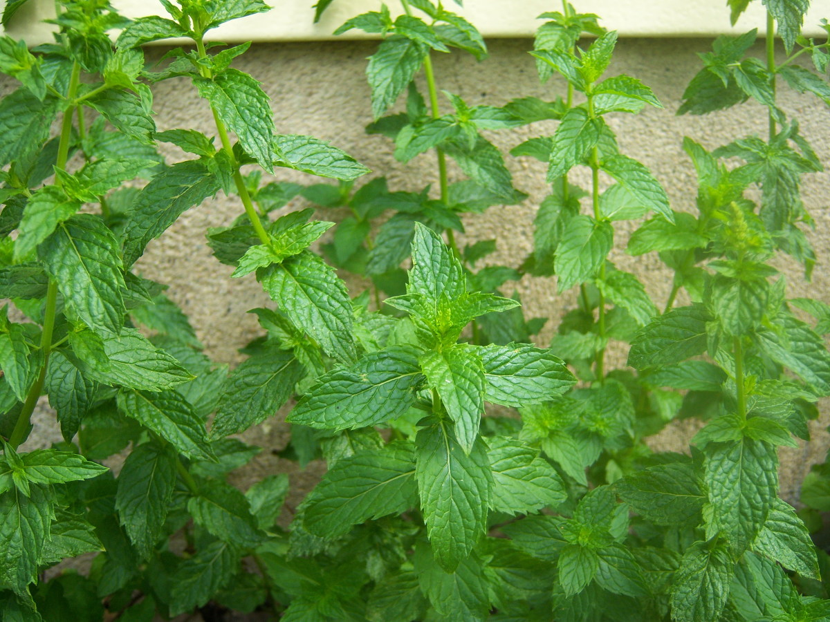 Spearmint growing in our back yard.