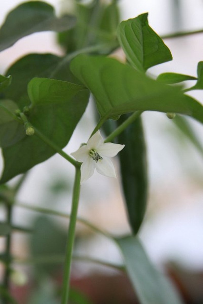 Green chili pepper's five-petal white flower.