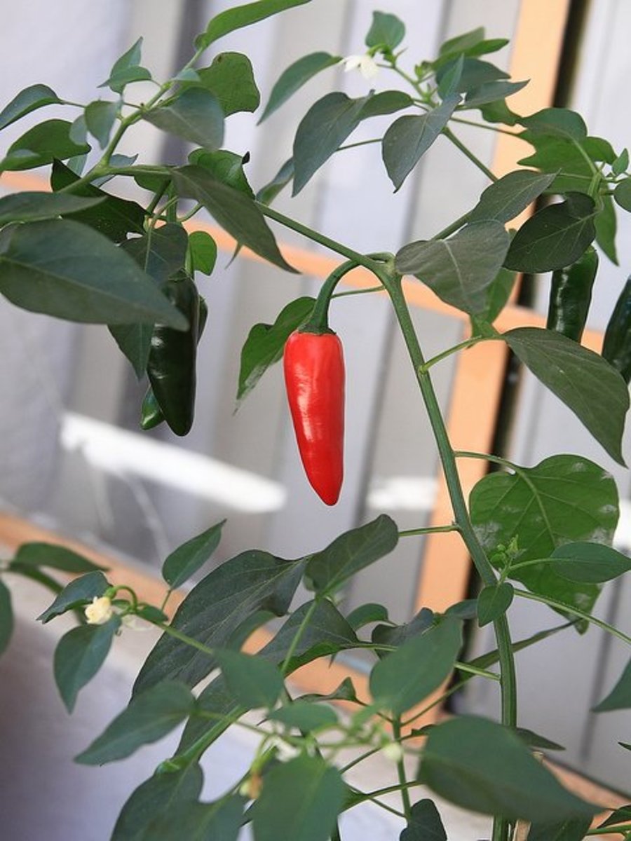 The red pepper is ripe; however, we usually eat chili peppers while they are green. 