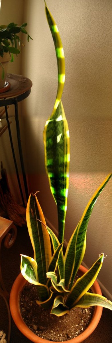 Vert merge snake plant