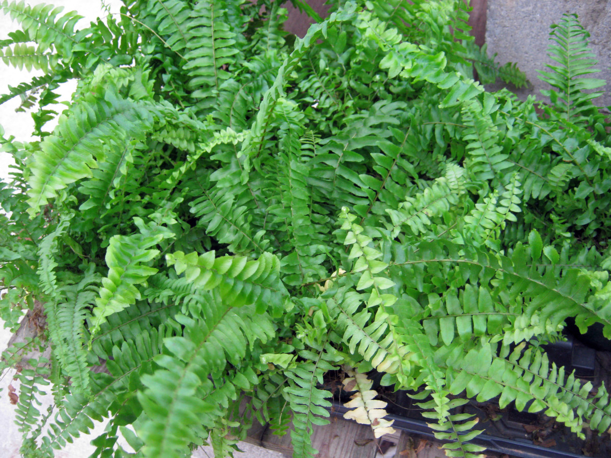 Houseplants: Easy-to-Find, Easy-Care Ferns - Dengarden