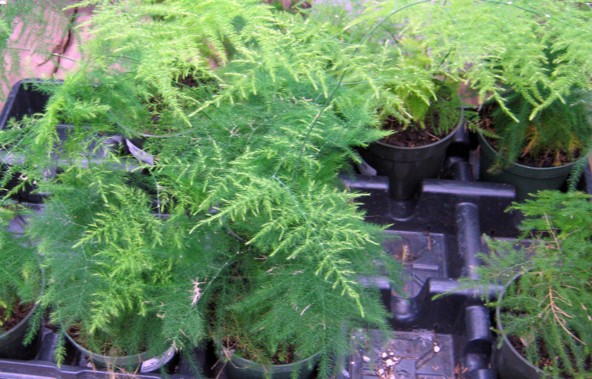 Houseplants: Easy-to-Find, Easy-Care Ferns - Dengarden