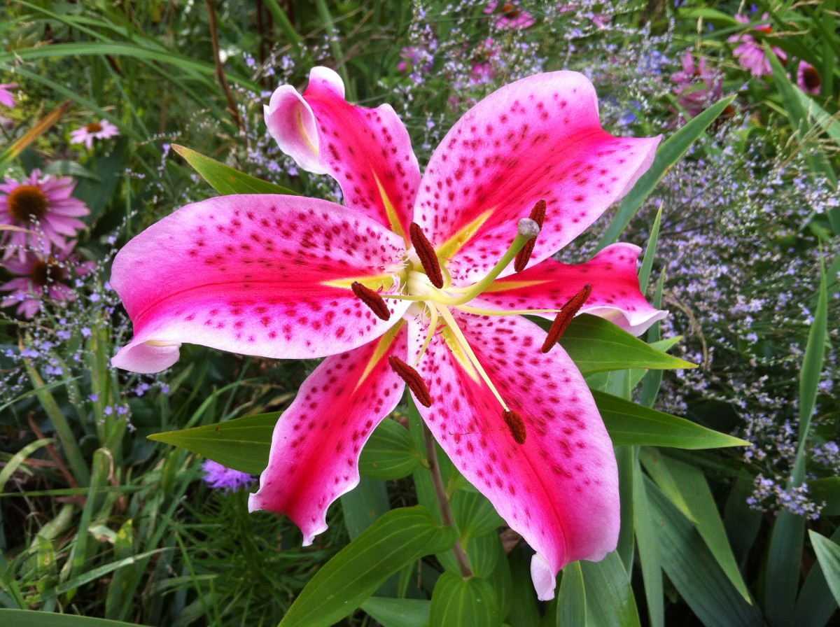 The Stargazer lilies always steal the show in my garden.