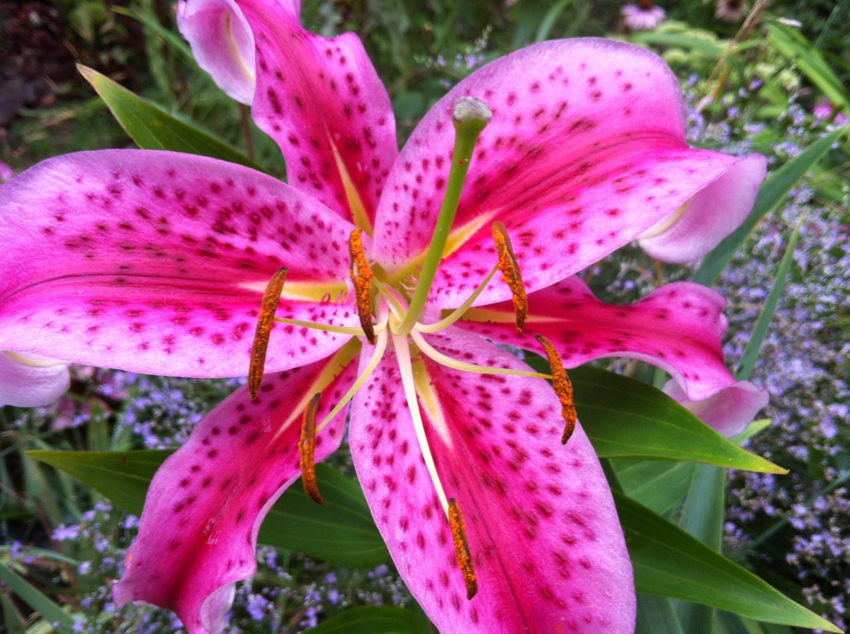 Stargazer lilies make a big impact in the garden.
