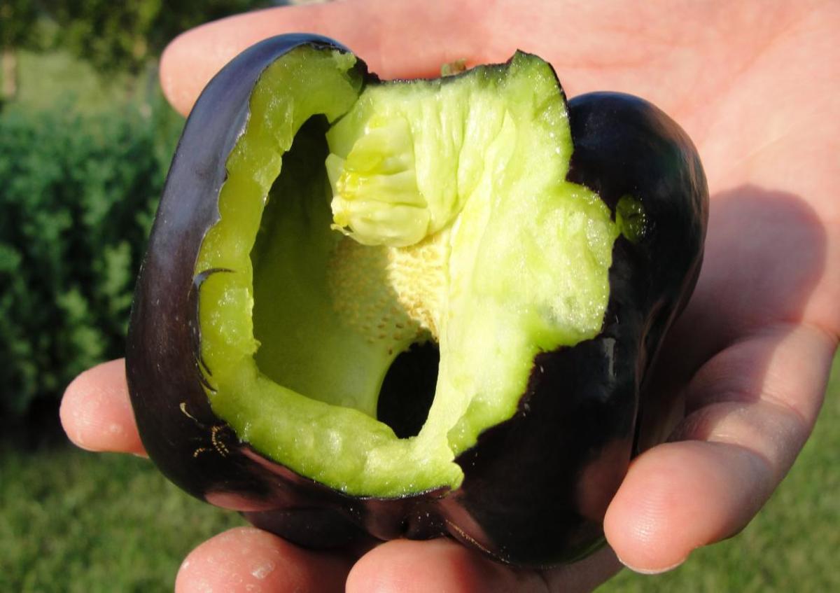 Bell peppers start green and ripen to their final color. This tasty black pepper still retains its green core.