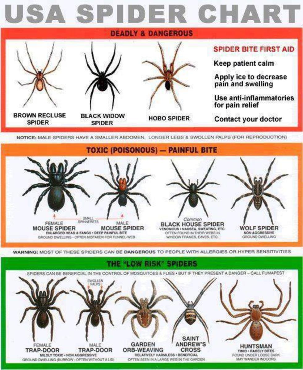 Here is a great spider information chart that you can download and use to identify spiders with. Remember some people are allergic to spiders and spider bites.