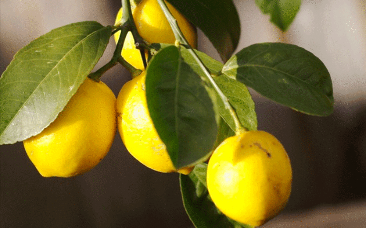 Bonsai lemon tree