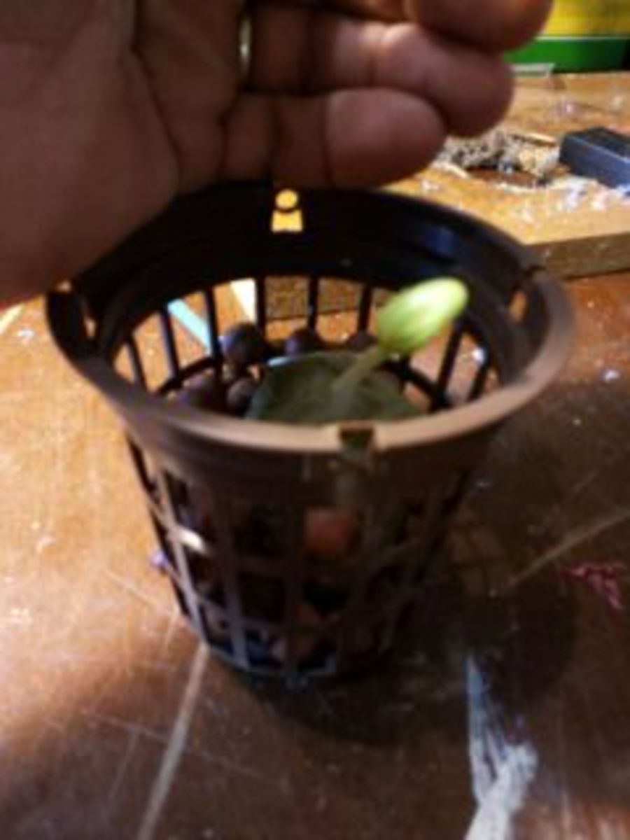 Hydroponic Tubs A BuildItYourself Guide Dengarden