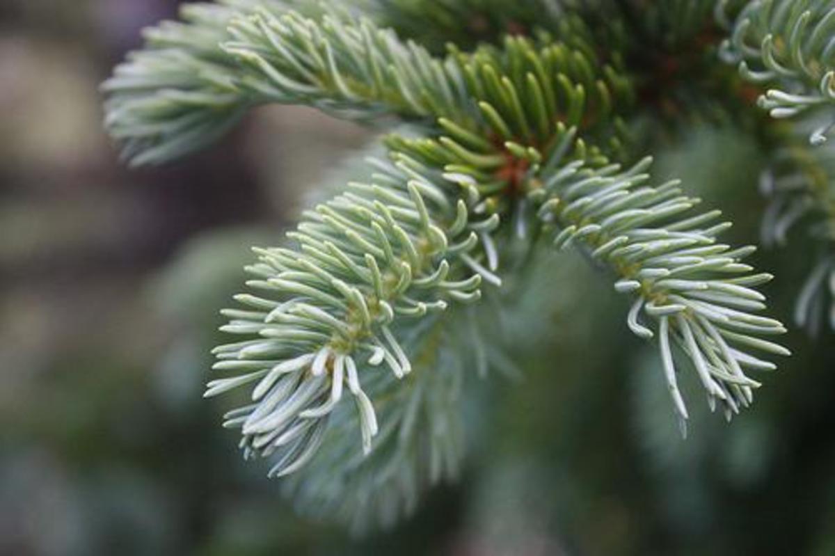 Spruce branches have shorter needles that occur all along the branch tips.