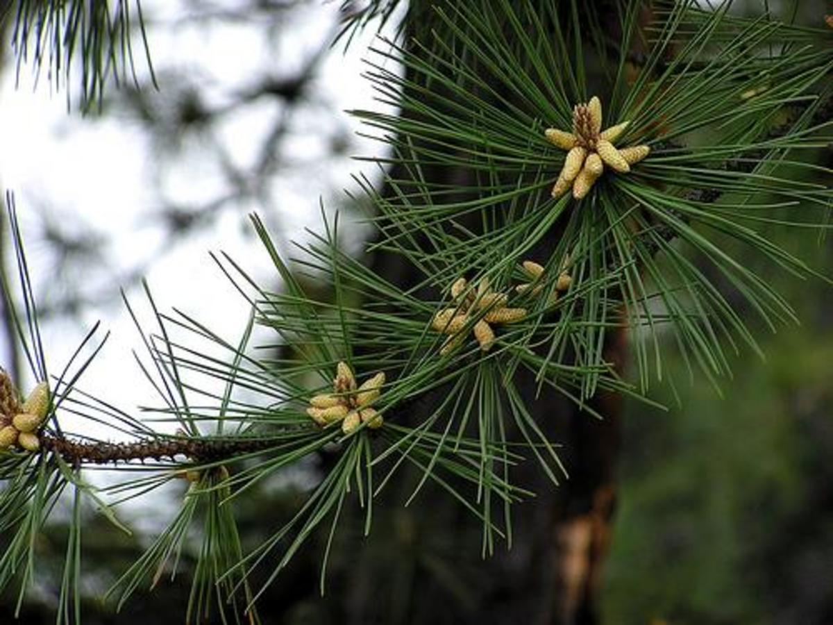 Pine needles join the branch at certain points, and pines produce "candles" that form new branches.