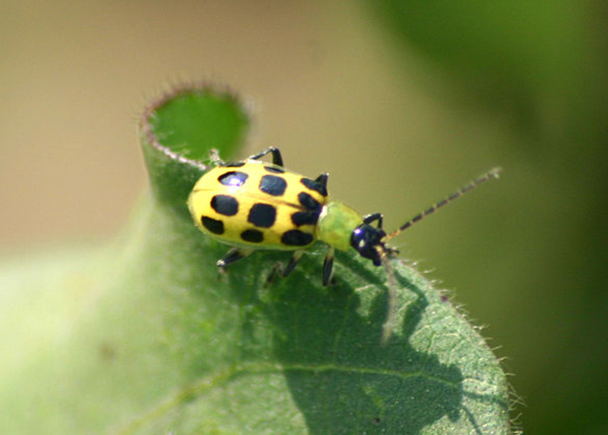 How to Control Cucumber Beetles Organically - Dengarden