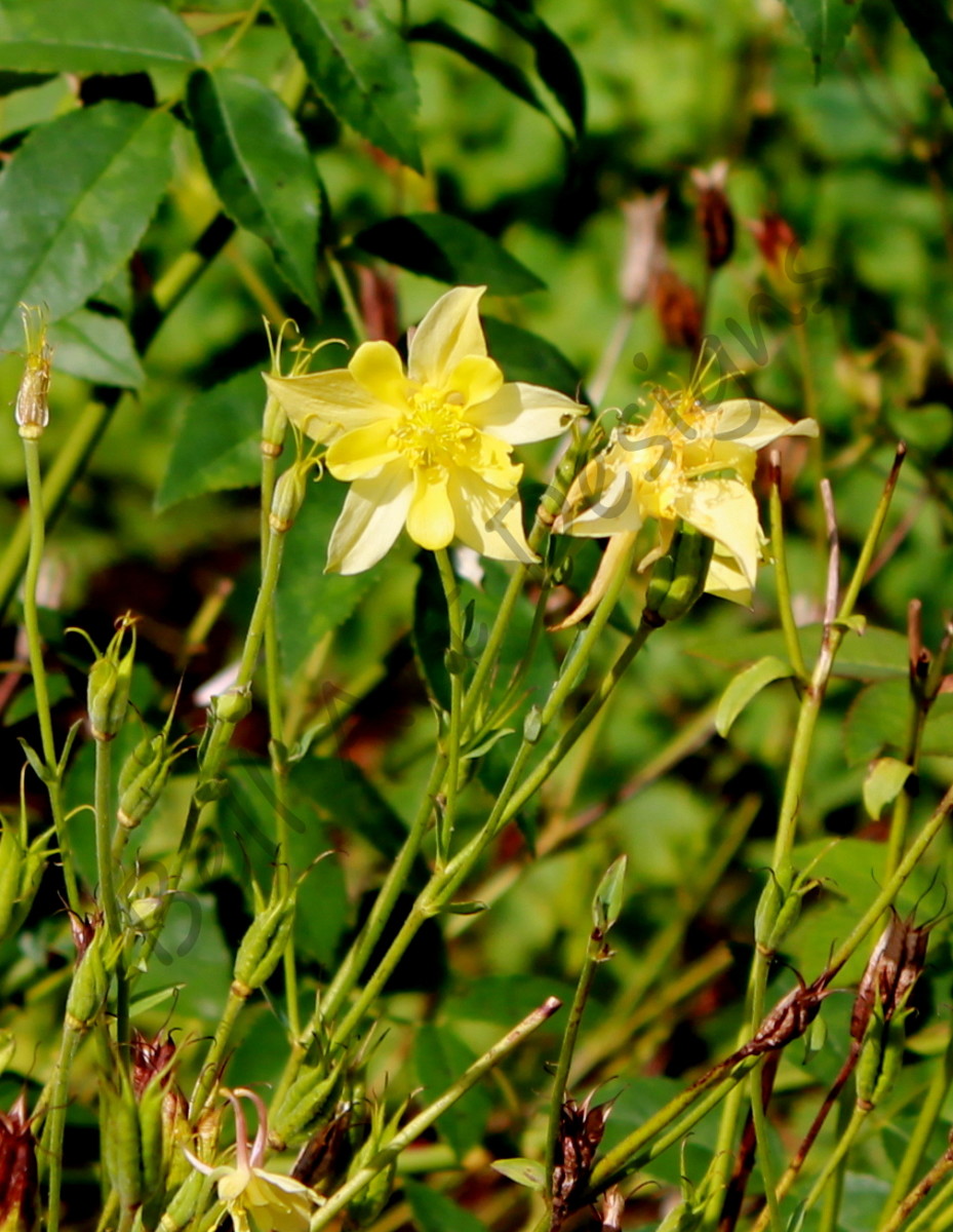 Columbines prefer moist but well-drained soil. Once they've established themselves, however, they can often survive periods of drought.