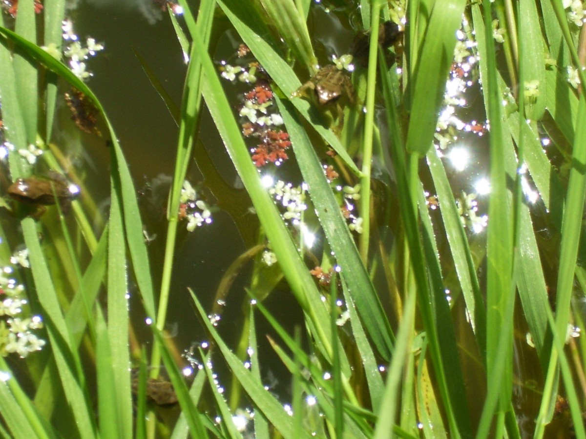 Baby frogs!