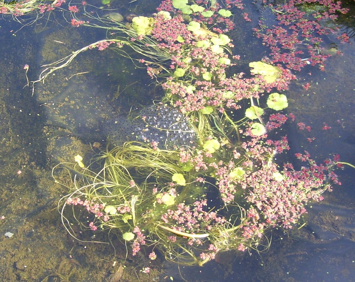 The pond's first springtime, and there's a crop of frog-spawn already.