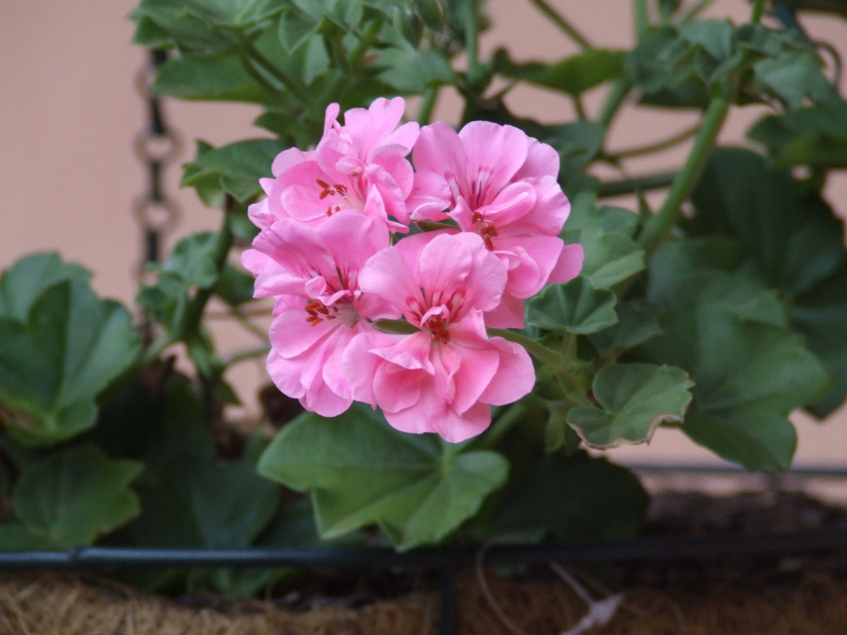 Be careful to use only rose-scented geraniums—not all geraniums are edible. This is an example of one that is not edible at all—very similar in looks, but quite toxic. 