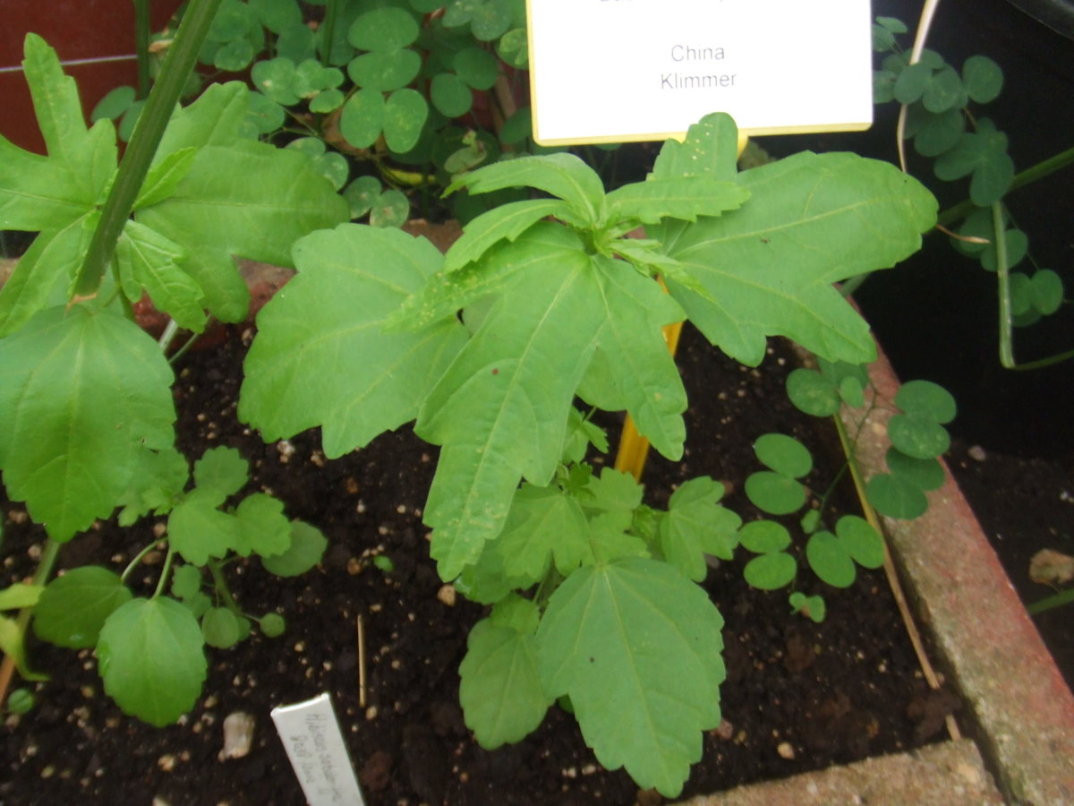 Immature Hibiscus sabdariffa that, climate permitting, is ready to be ground planted.
