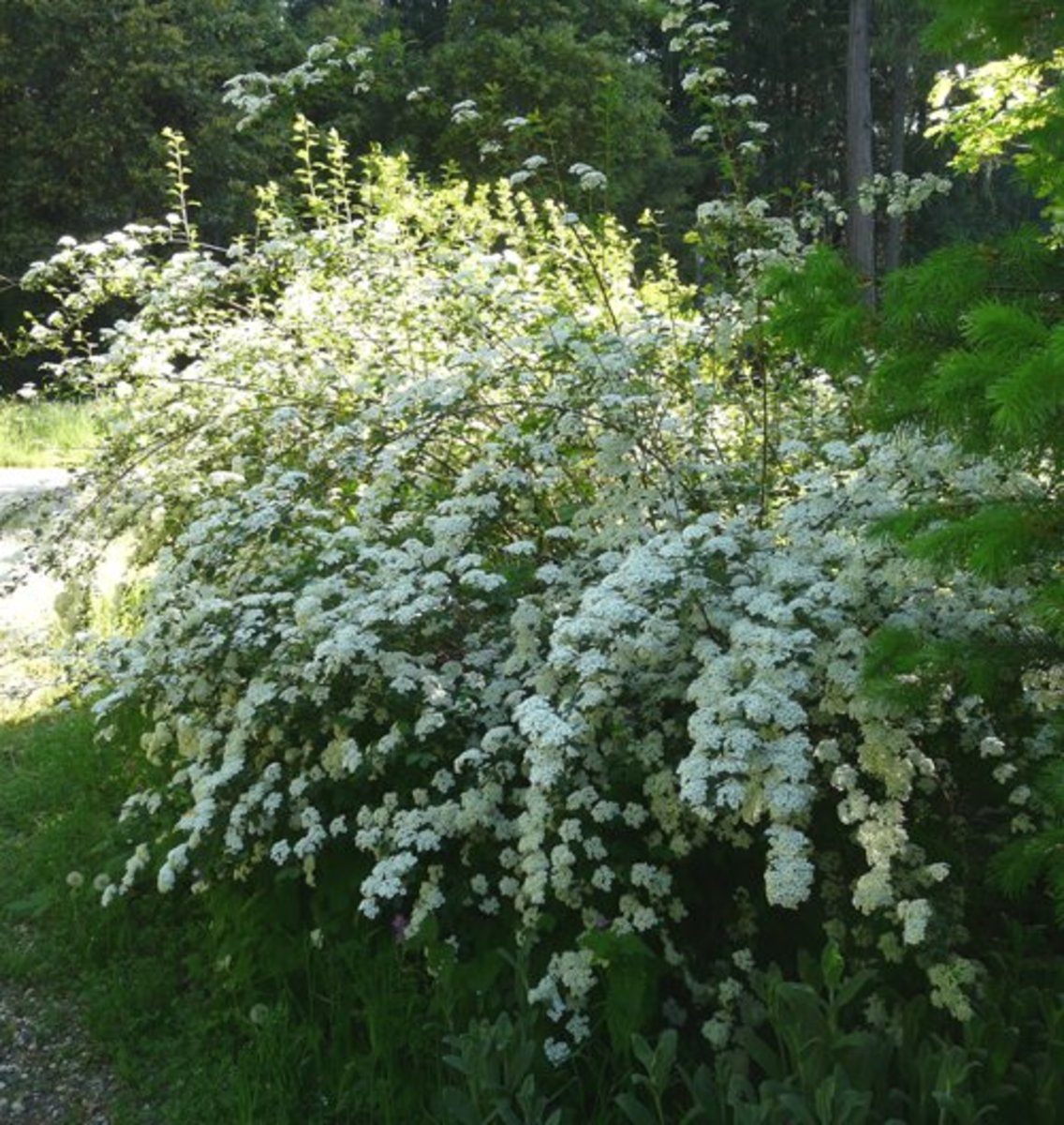 10 LowMaintenance Plants for Sunny Areas Dengarden