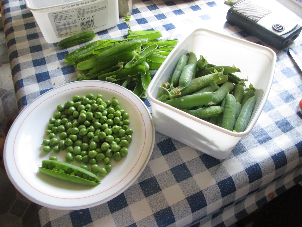 Fresh peas from the garden