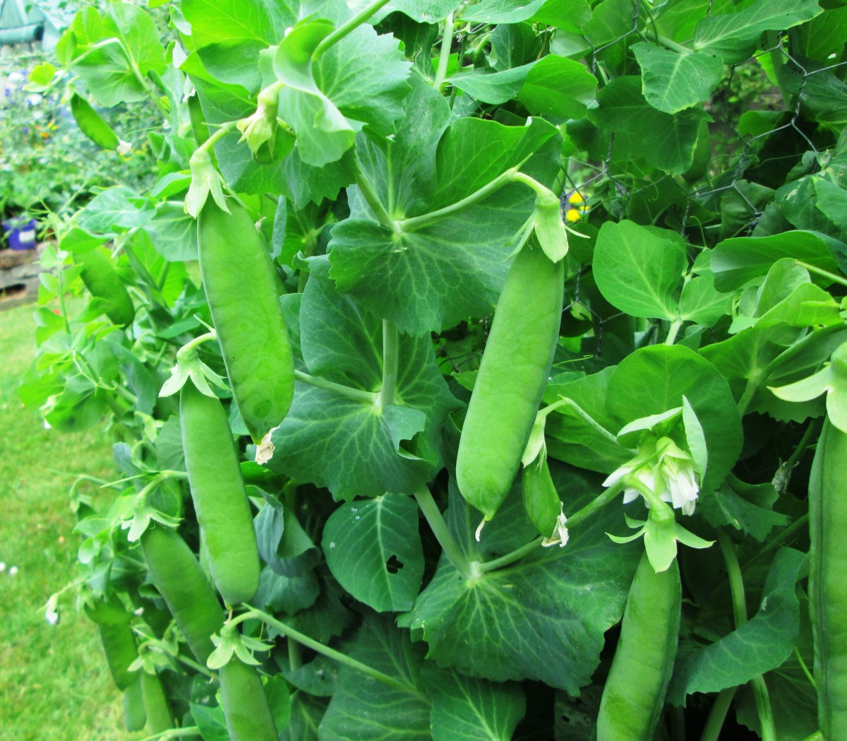 How to Plant and Grow Peas on a Trellis in the Garden