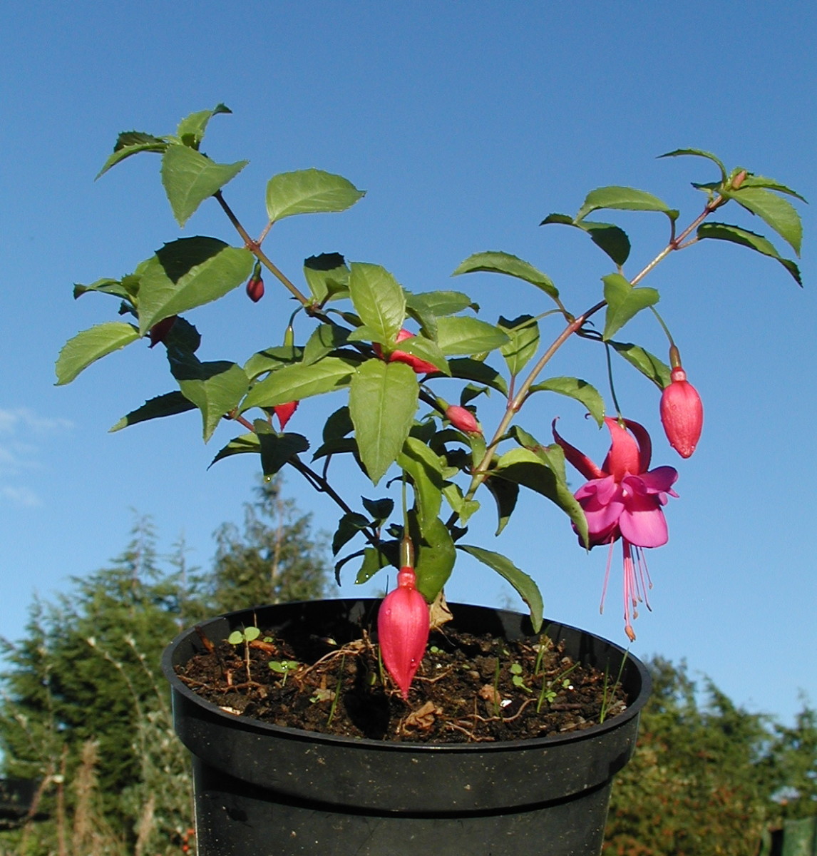 All varieties of fuchsia are easy to propagate from cuttings
