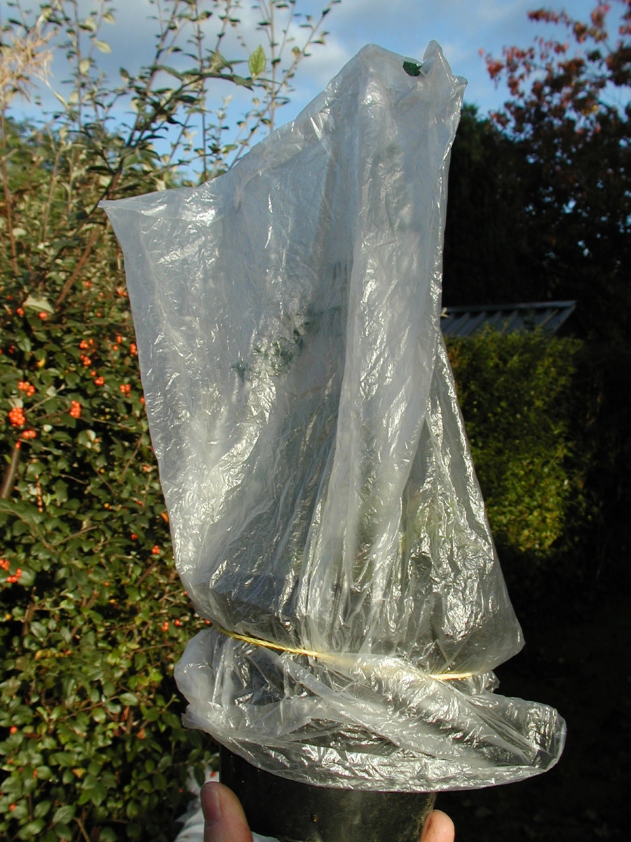 Cover the pot with a clear bag, held on by a rubber band