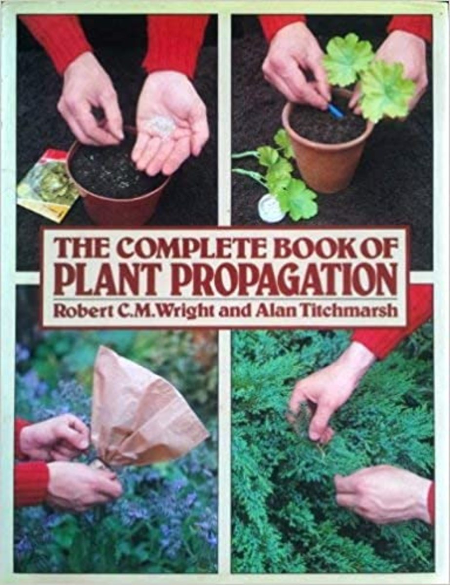 how-to-take-cuttings-from-plants