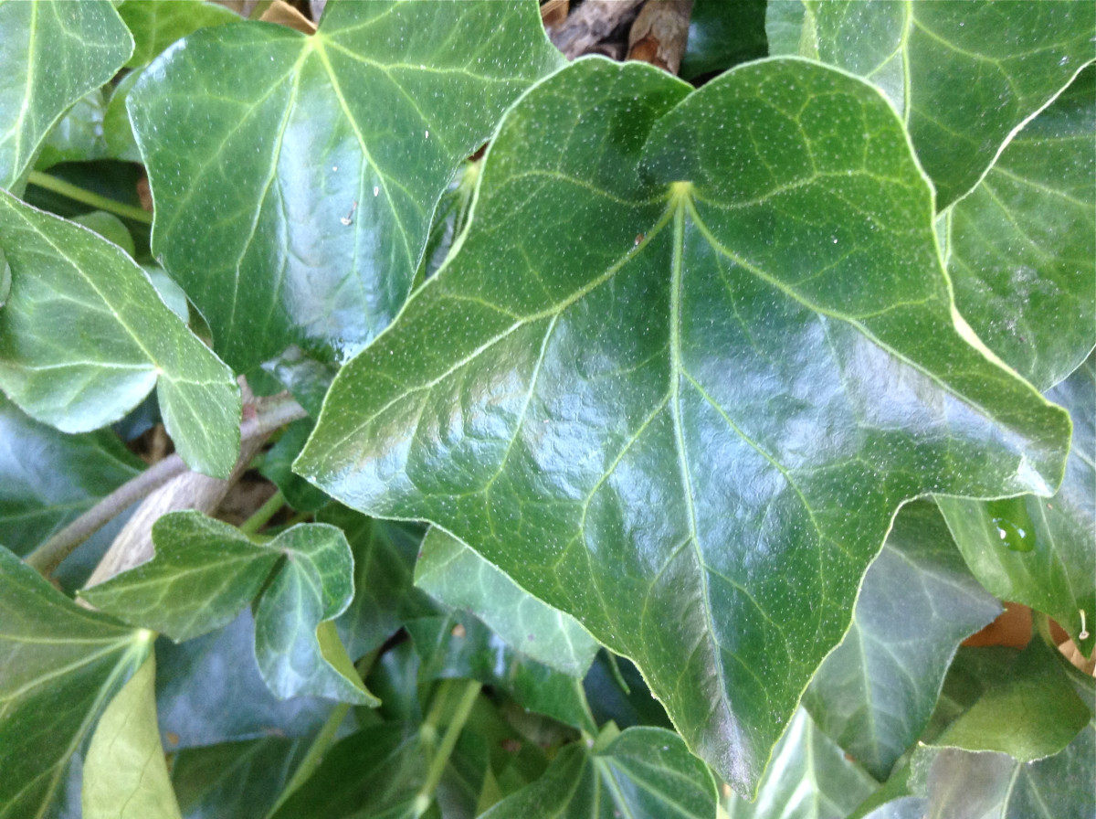 English ivy growing outside