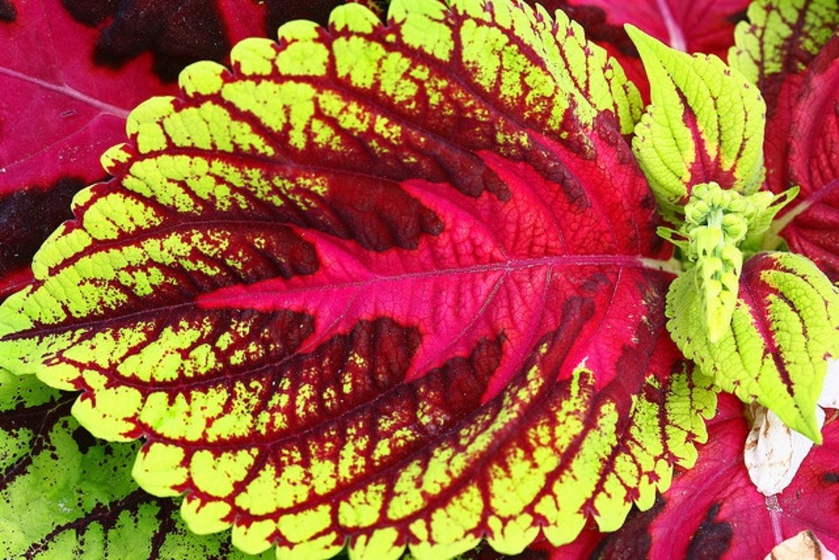 A close-up photo of a patterned coleus leaf; the red pattern in the center reminds me of a Christmas tree