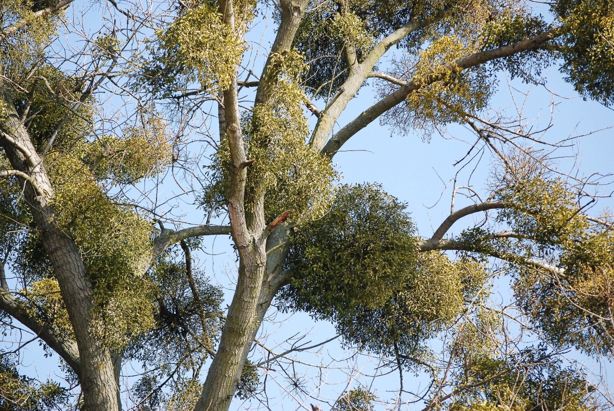 Mistletoe in a tree