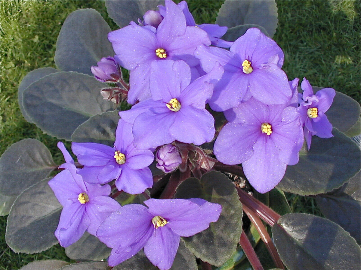 An African violet in bloom