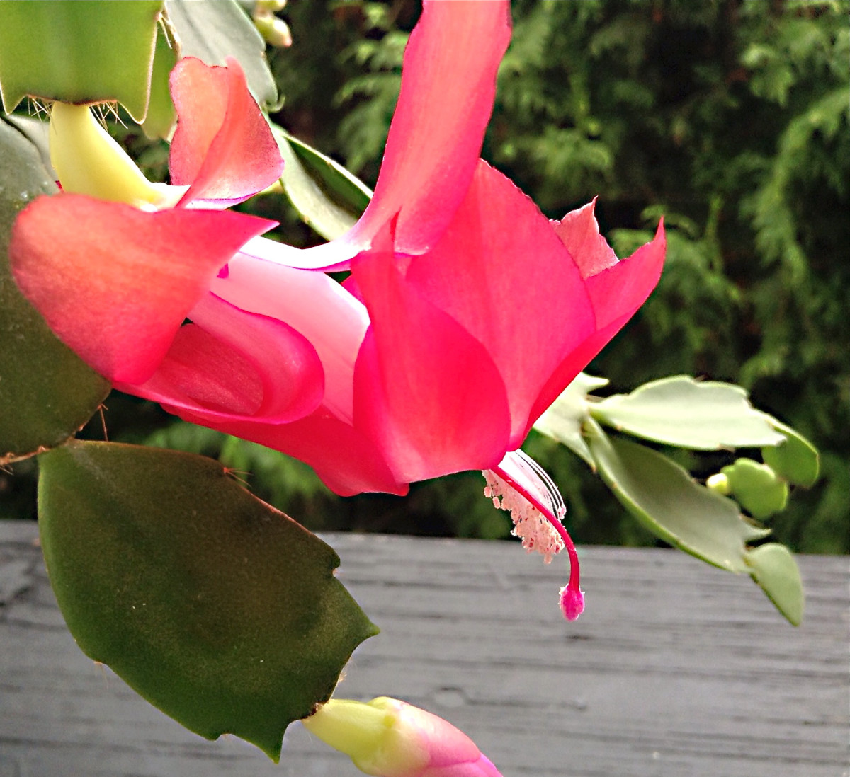This is one of my Christmas cactus flowers. The plant lives indoors, but I took it outside to photograph it.