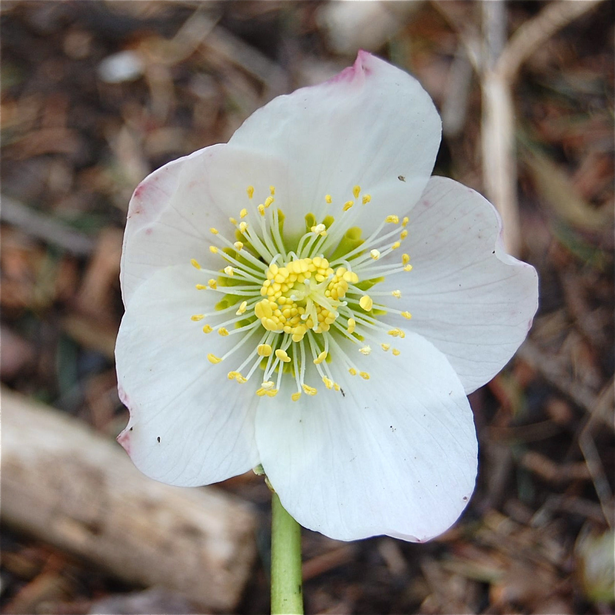 A flower of the Christmas rose, or Helleborus niger