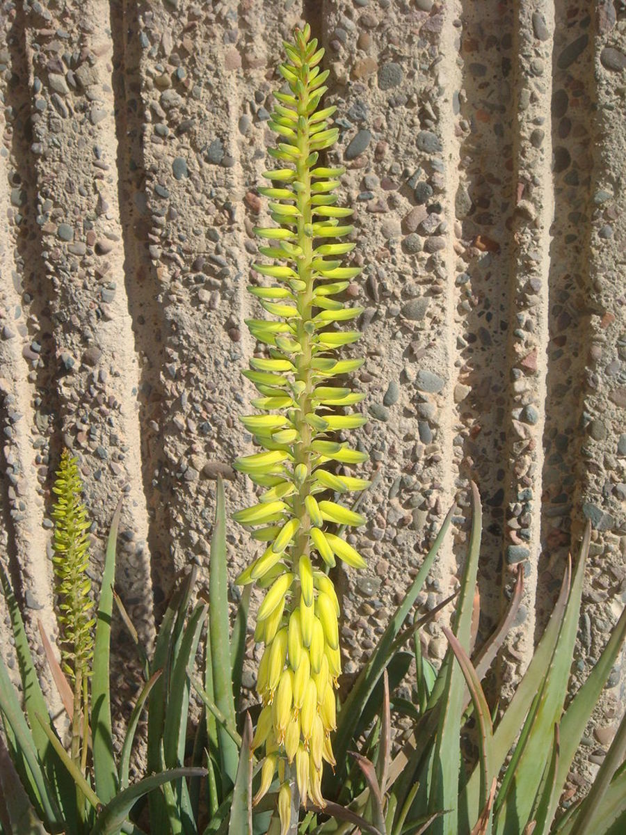 Aloe vera flowers are pendulous and grow from a stalk.