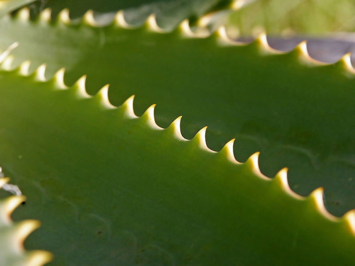 The edges of the leaves are serrated.
