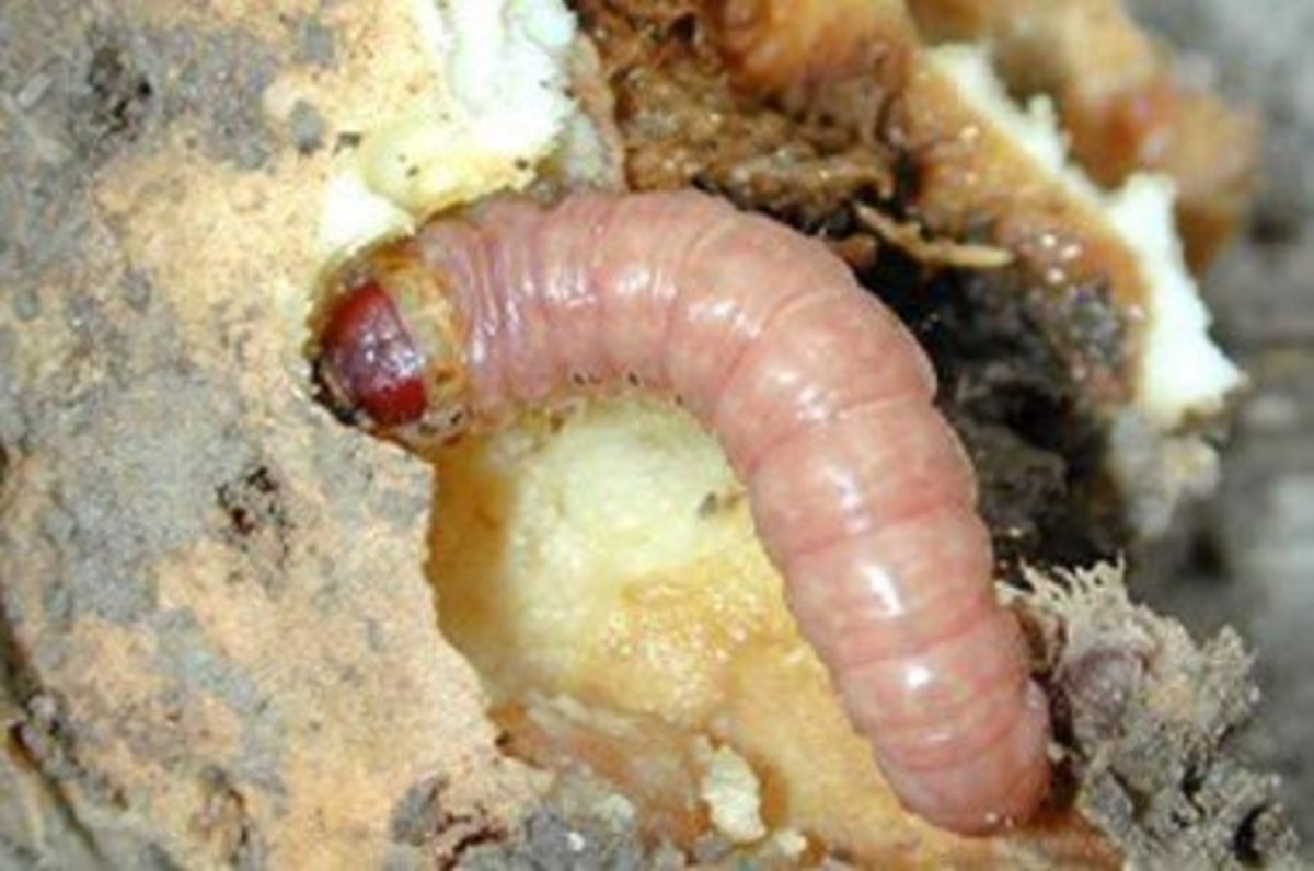 How to Get Rid of Iris Borers