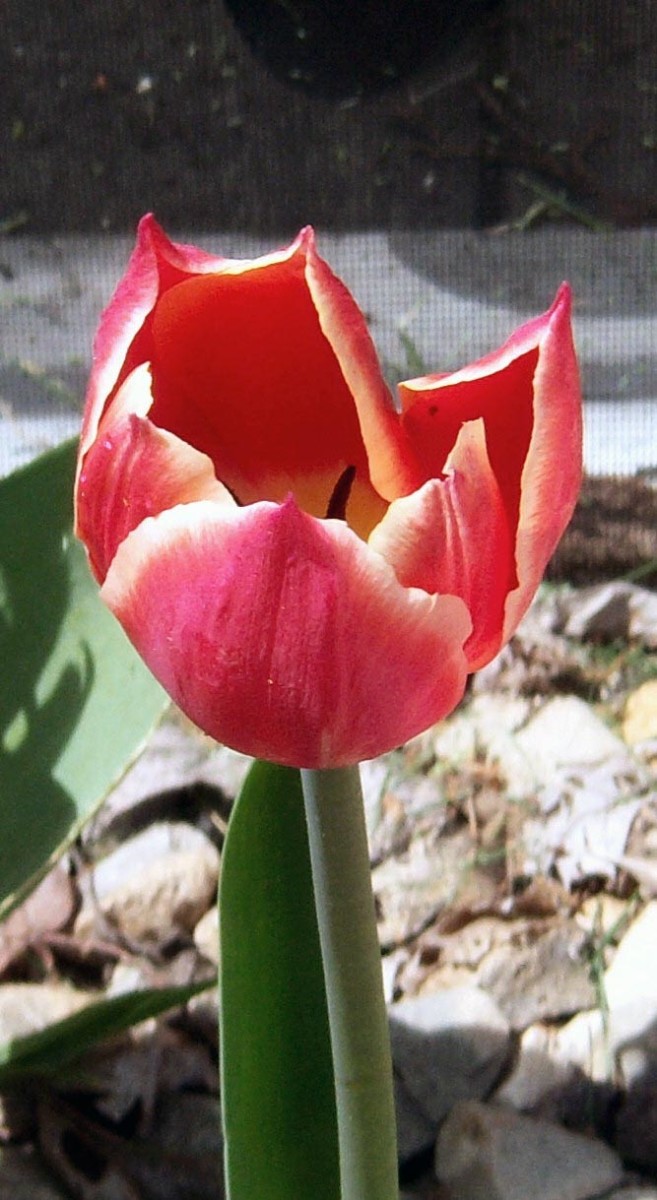 One of the many kinds of tulips available. This was taken in our yard several years ago.