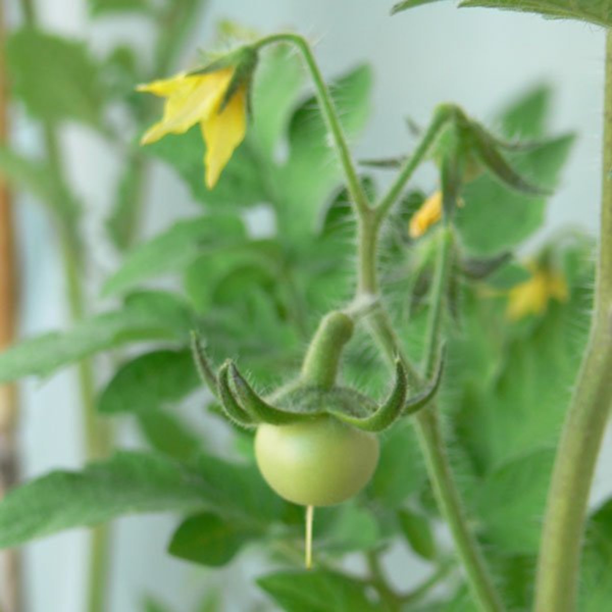 A Beginner's Guide to Growing Tomato Plants