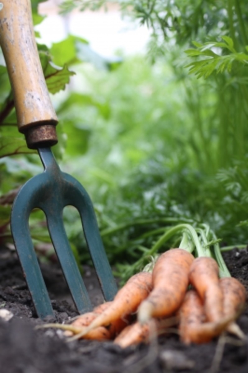 Carrots fresh from the garden.