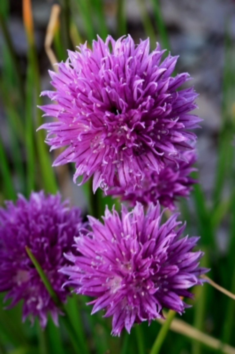 Chives are a great addition to any vegetable garden.