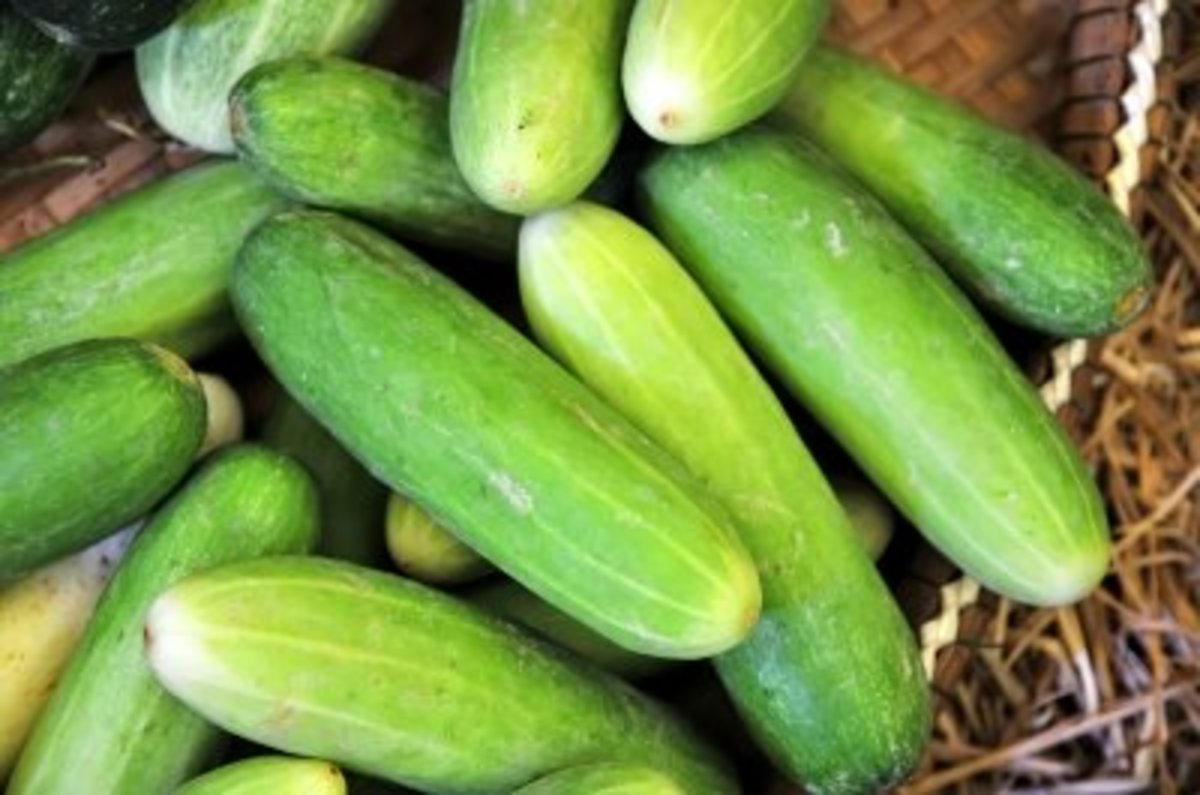 Cucumbers fresh from the garden.