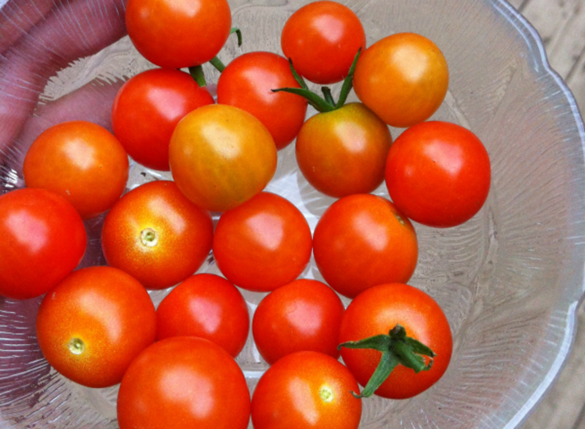 Cherry tomatoes are very easy to grow.