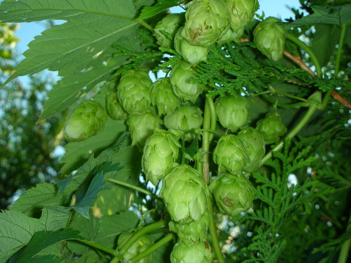 The female flower cone of the hop.