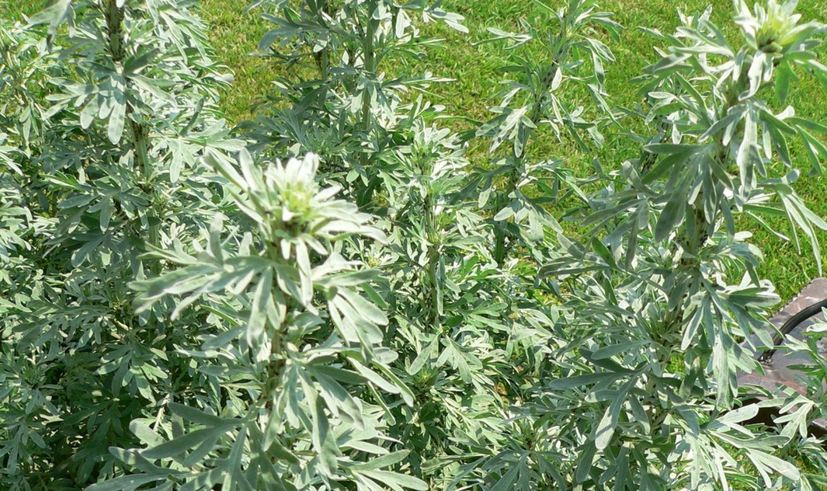 The foliage of common wormwood is a soft silvery green.