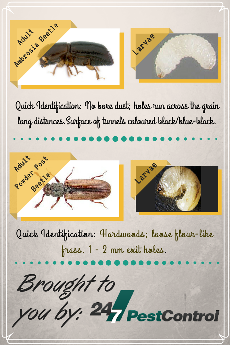 How to identify woodworm beetles.