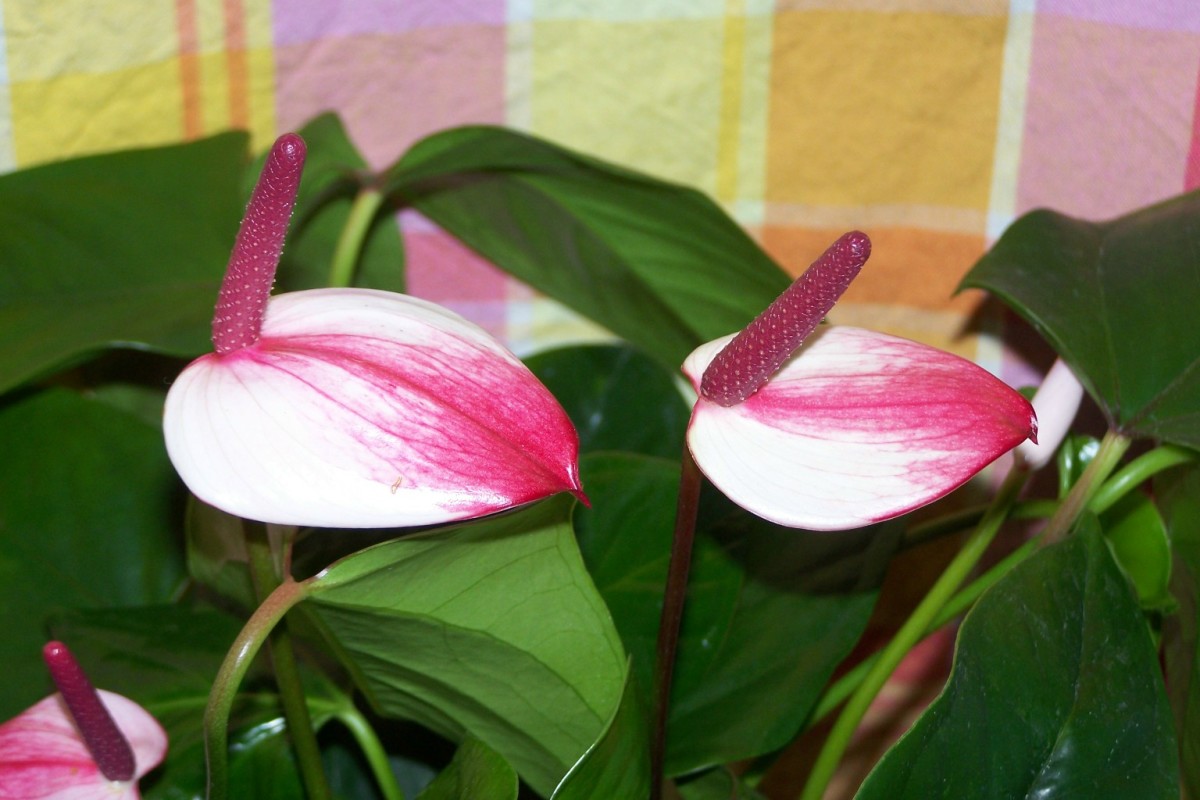 anthurium-the-flower-with-a-heart