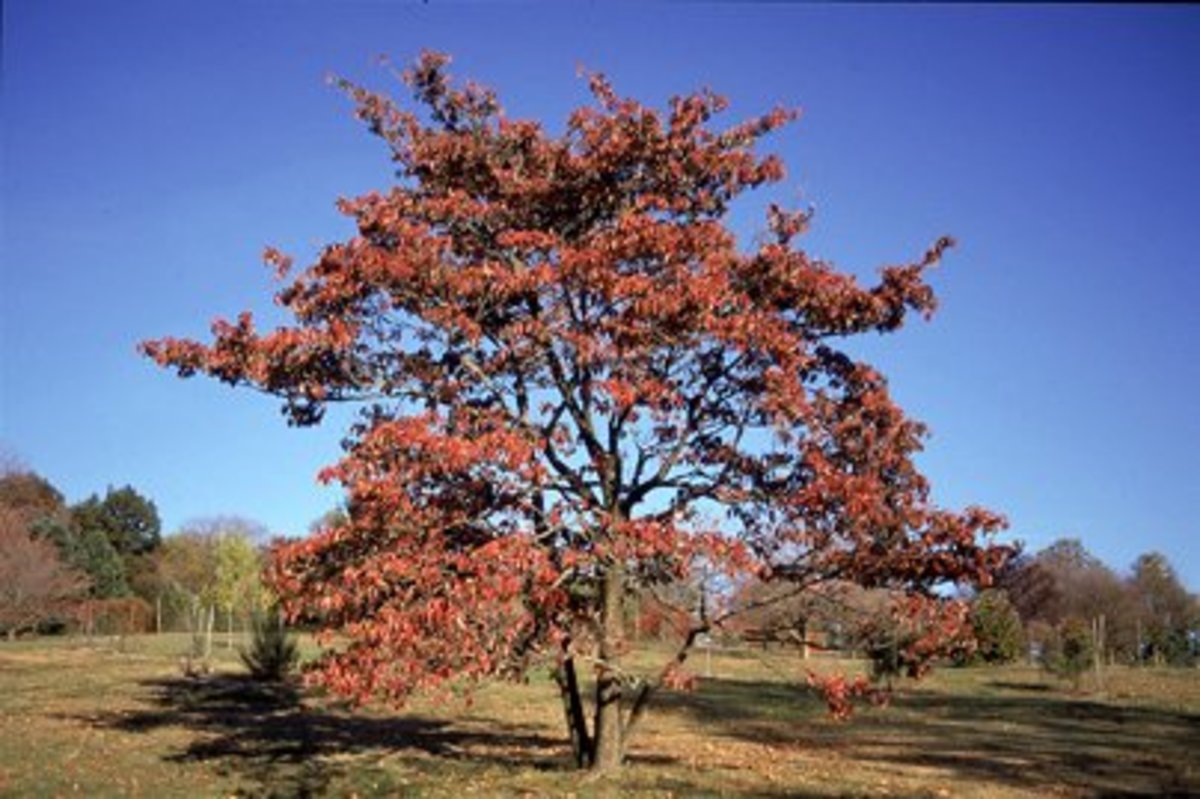 Dogwood tree leaves turn striking colors in autumn.  