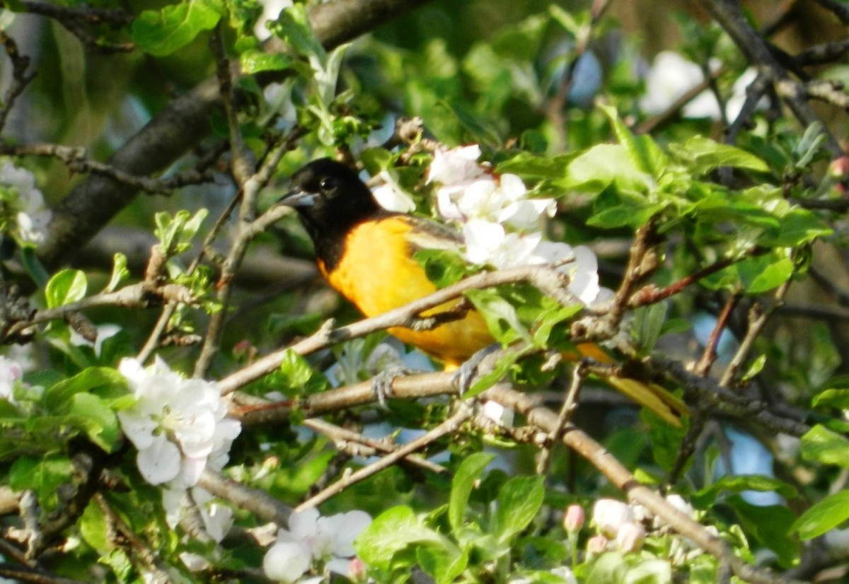 How to Build a Backyard Bird Sanctuary and Wildlife Habitat Dengarden